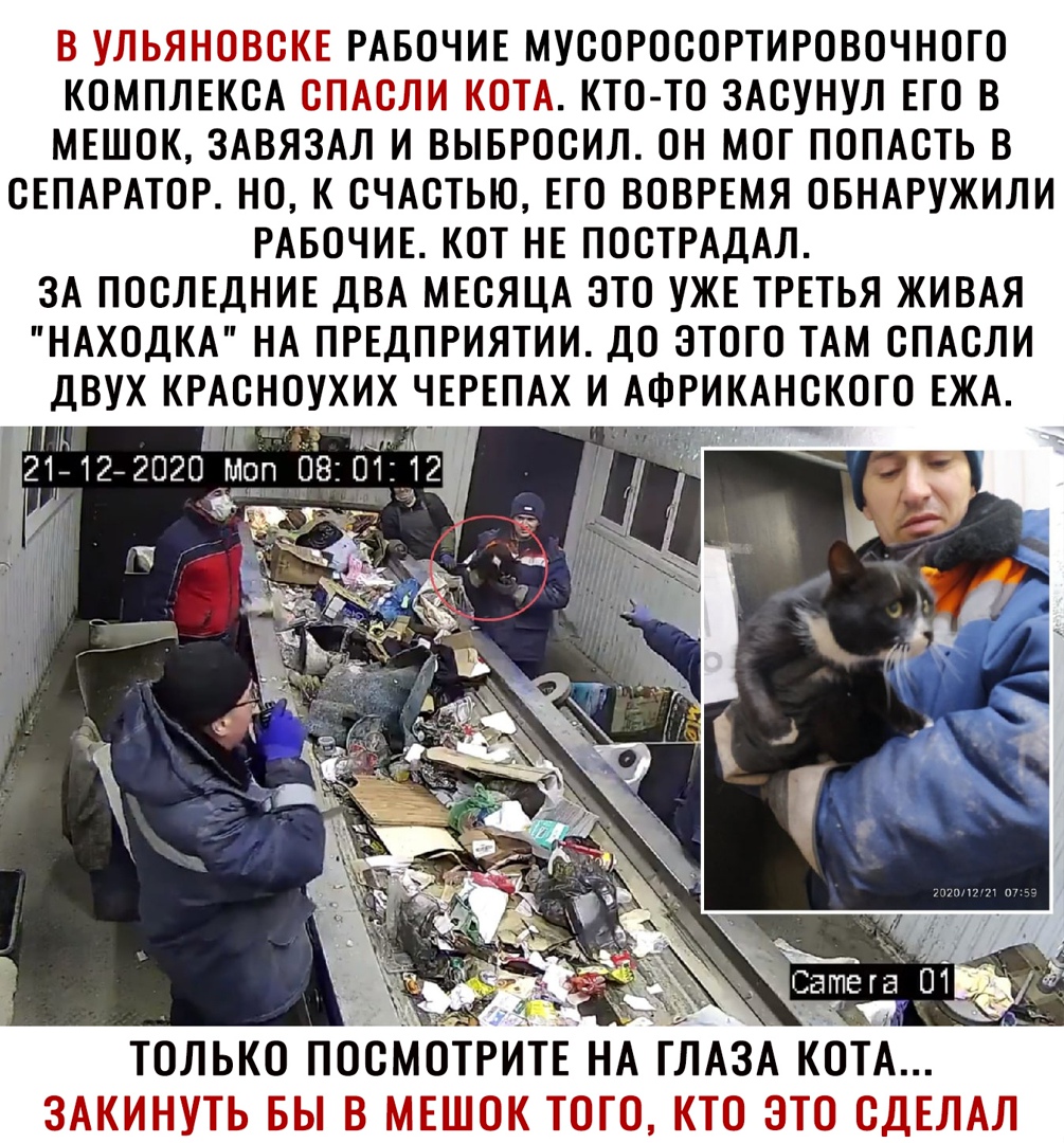 Ёі Ьл 31 КОМПЛЕКСА РАБОЧИЕ МУСОРОСОРТИРОВОЧНОГО _51_і1_і КТО ТО ЗАСУНУЛ ЕГО В МЕШОК ЗАВЯЗАЛ И ВЫБРОСИЛ ОН МОГ ПОПАСТЬ В СЕПАРАТОР НО К СЧАСТЬЮ ЕГО ВОВРЕМЯ ОБНАРУЖИЛИ РАБОЧИЕ КОТ НЕ ПОСТРАДАЛ ЗА ПОСЛЕДНИЕ ДВА МЕСЯЦА ЭТО УЖЕ ТРЕТЬЯ ЖИВАЯ НАХОДКА НА ПРЕДПРИЯТИИ ДО ЭТОГО ТАМ СПАСЛИ ДВУХ КРАСНОУХИХ ЧЕРЕПАХ И АФРИКАНСКОГО ЕЖА ТОЛЬКО ПОСМОТР ТЕ НА ЛАЗА УП А