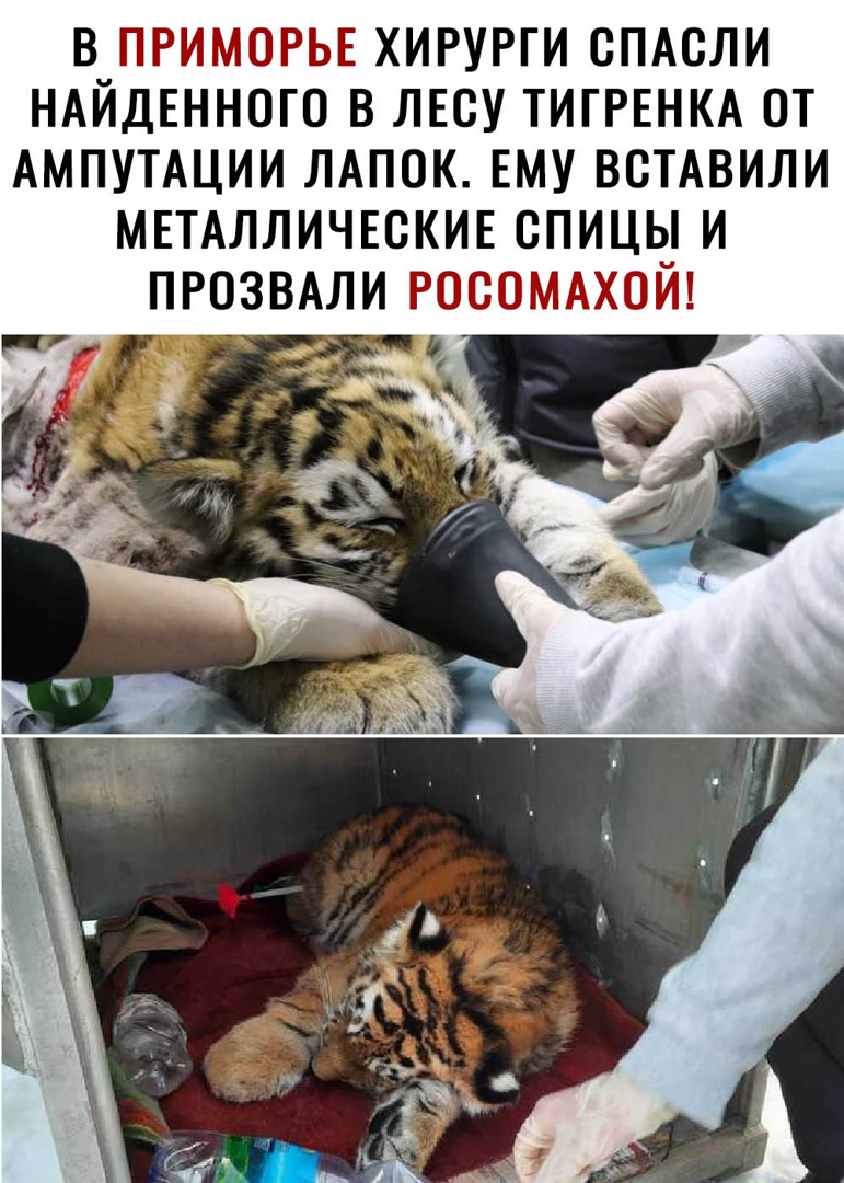 В ПРИМОРЬЕ ХИРУРГИ СПАСЛИ НАЙДЕННОГО В ЛЕСУ ТИГРЕНКА ОТ АМПУТАЦИИ ЛАПОК ЕМУ ВСТАВИЛИ МЕТАЛЛИЧЕСКИЕ СПИЦЫ И ПРОЗВАЛИ РОСОМАХОЙ