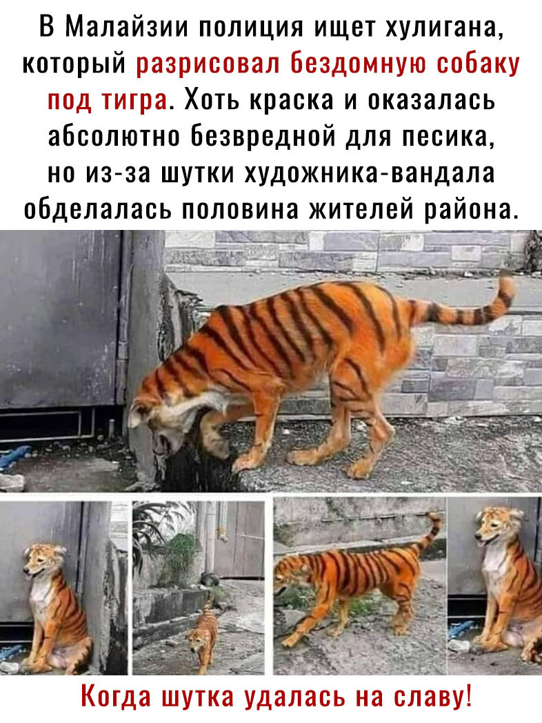 В Малайзии полиция ищет хулигана зХоть краска и оказалась абсолютно безвредной для песика но из за шутки художника вандала обделалась половина жителей района