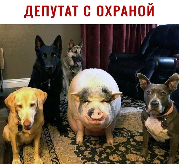 ДЕПУТАТ С ОХРАНОЙ 3 4