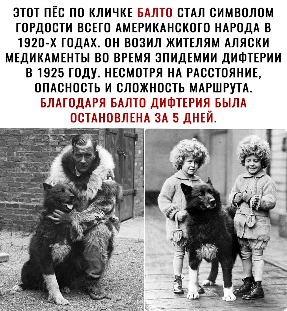 ЭТОТ ПЁС ПО КЛИЧКЕ 1553 ХГЧ СТАЛ СИМВОЛОМ ГОРДОСТИ ВСЕГО АМЕРИКАНСКОГО НАРОДА В 1920 х ГОДАХ ОН ВОЗИЛ ЖИТЕЛЯМ АЛЯСКИ МЕДИКАМЕНТЫ ВО ВРЕМЯ ЭПИДЕМИИ ДИФТЕРИИ В 1925 ГОДУ НЕСМОТРЯ НА РАССТОЯНИЕ ОПАСНОСТЬ И СЛОЖНОСТЬ МАРШРУТА