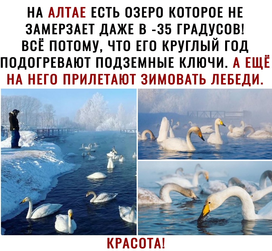 НААЛТАЕЕСТЬОЗЕРОКОТОРОЕНЕ ЗАМЕРЗАЕТДАЖЕВ ЗБГРАДУСОЫ всЁ потому что ЕГО КРУГЛЫЙ год ПОДОПЧВАЮТПОДЗЕМНЫЕКЛЮЧИАЕЩЁ НА НЕГО ПРИЛЕТАЮТ зимовмь ЛЕБЕДИ КРАСОТА