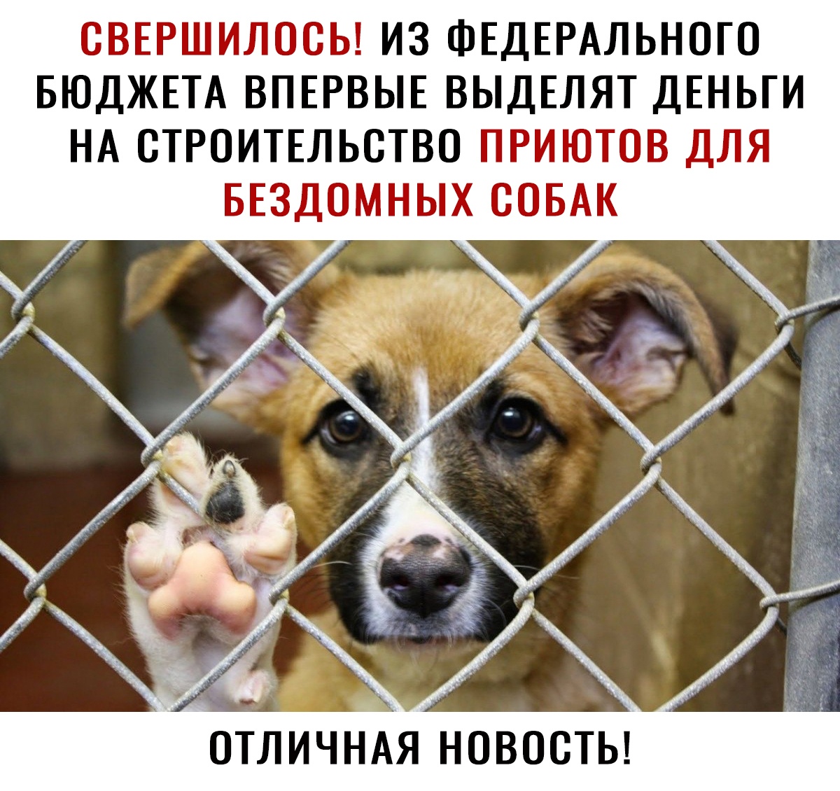 СВЕРШИЛОСЬ ИЗ ФЕДЕРАЛЬНОГО БЮДЖЕТА ВПЕРВЫЕ ВЫДЕЛЯТ ДЕНЬГИ НА СТРОИТЕЛЬСТВО ПРИЮТОВ ДЛЯ БЕЗДОМНЫХ СОБАК ОТЛИЧНАЯ новосты