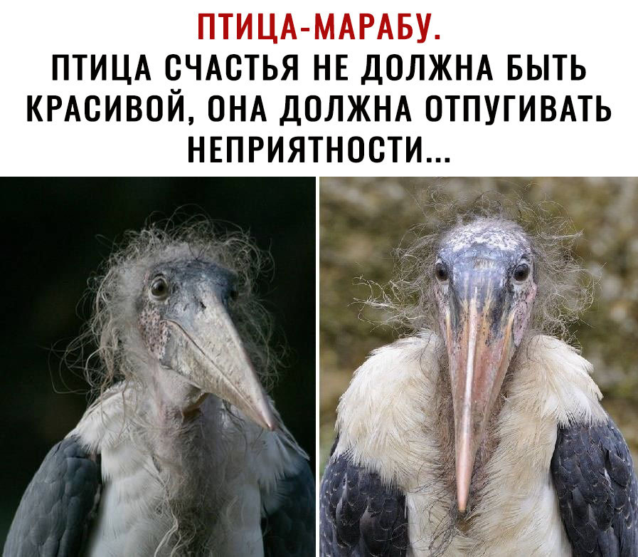ПТИЦА МАРАБУ ПТИЦА СЧАСТЬЯ НЕ ДОЛЖНА БЫТЬ КРАСИВОЙ ОНА ДОЛЖНА ОТПУГИВАТЬ НЕПРИЯТНОСТИ