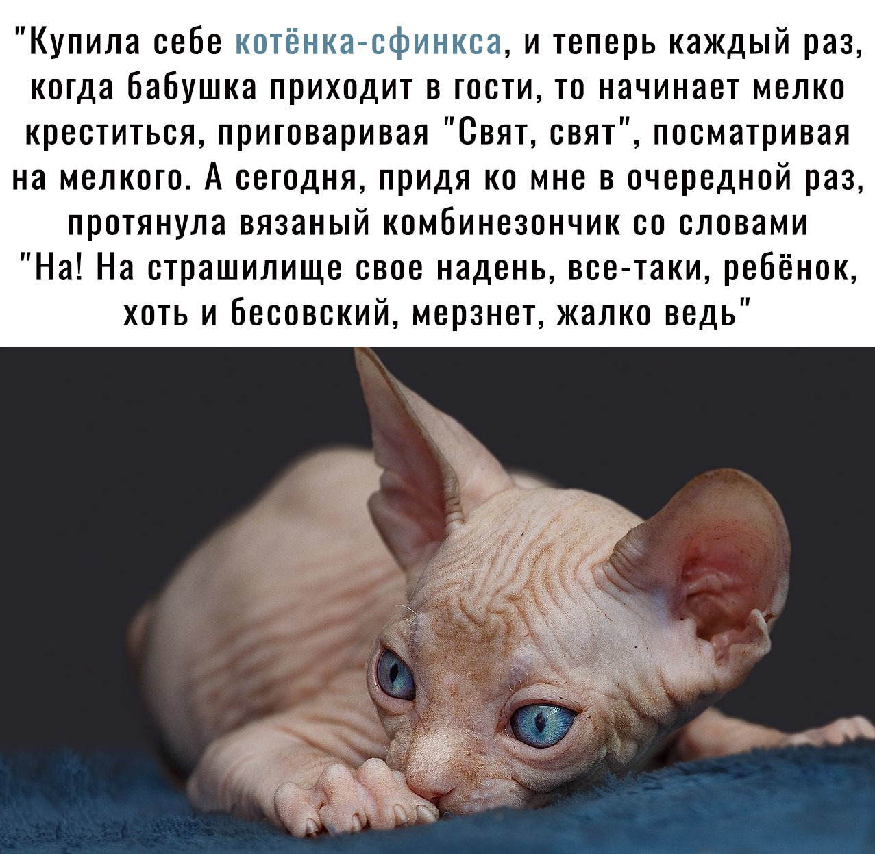 Купила себе нотёнкетсфинкса и теперь каждый раз когда бабушка приходит в гости то начинает мелко креститься приговаривая Свят свят посматривая на мелкого А сегодня придя ко мне в очередной раз протянула вязаный комбинезончик со словами На На страшилище свое надень все таки ребёнок хоть и бесовский мерзнет жалко ведь