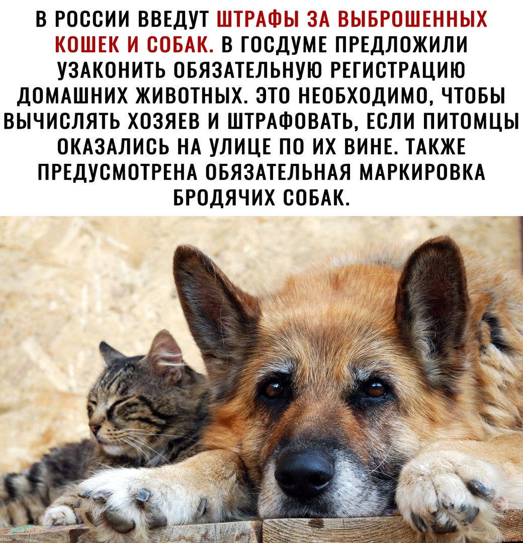 В РОССИИ ВВЕДУТ 3753 ГГГГ Г ГГЬГ ГГГЦЕГГГГГ ГЁГ ГГ ГГГГГГГГ ГГ ГГ ГГ АГГ В ГОСДУМЕ ПРЕДЛОЖИЛИ УЗАКОНИТЬ ОБЯЗАТЕЛЬНУЮ РЕГИСТРАЦИЮ ДОМАШНИХ ЖИВОТНЫХ ЭТО НЕОБХОДИМО ЧТОБЫ ВЫЧИОЛЯТЬ ХОЗЯЕВ И ШТРАФОВАТЬ ЕСЛИ ПИТОМЦЫ ОКАЗАЛИОЬ НА УЛИЦЕ ПО ИХ ВИНЕ ТАКЖЕ ПРЕДУОМОТРЕНА ОБЯЗАТЕЛЬНАЯ МАРКИРОВКА БРОДЯЧИХ СОБАК
