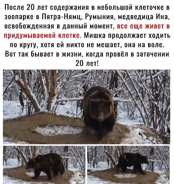 После 20 лет содержания в небольшой кпеточке в зоопарке в Пятра Нямц Румыния медведица Ина освобожденная в данный момент все еще живет в придумываемой клетке Мишка продолжает ходить по круту хотя ей никто не мешает она на воле Вот так Бывает в жизни котда провёл в заточении