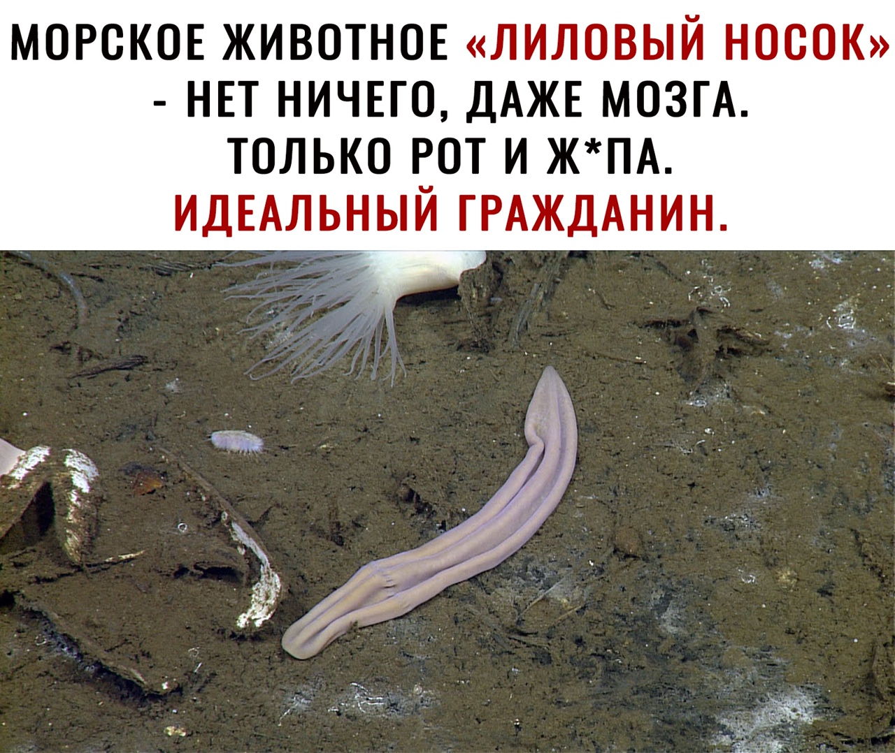 МОРСКОЕ ЖИВОТНОЕ ЛИЛОВЫЙ НОООК НЕТ НИЧЕГО ДАЖЕ МОЗГА ТОЛЬКО __ОТ И ЖПА ИДЕАЛЬНЫИ ГРАЖДАНИН