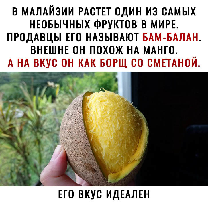 В МАЛАЙЗИИ РАСТЕТ ОДИН ИЗ САМЫХ НЕОБЫЧНЫХ ФРУКТОВ В МИРЕ ПРОДАВЦЫ ЕГО НАЗЫВАЮТ БАМ БАЛАН ВНЕШНЕ ОН ПОХСЖ НА МАНГО А НА ВКУС ОН КАК БОРЩ СС СМЕТАНОЙ ЕГО ВКУС ИДЕАЛЕН
