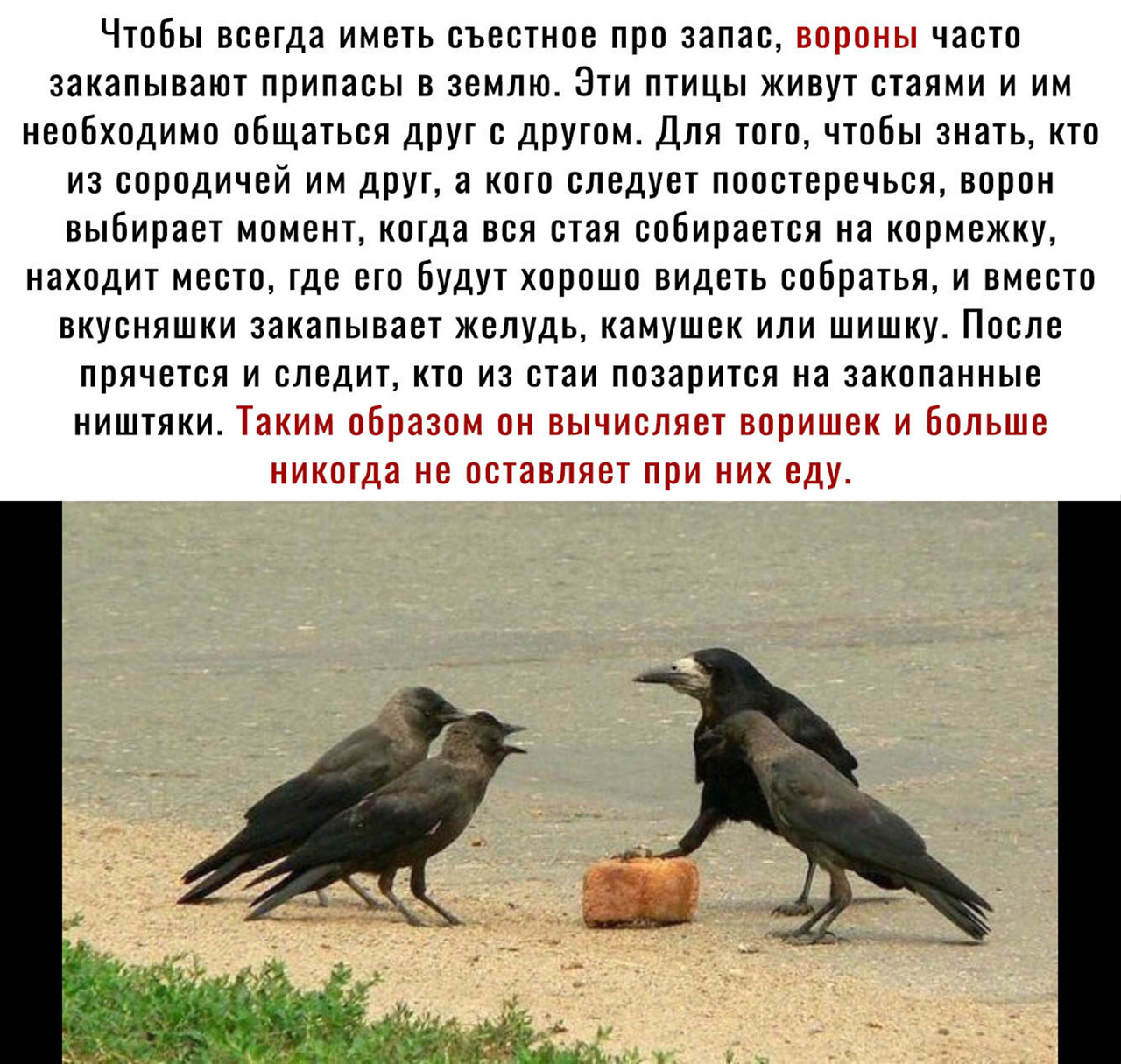 Чтобы всегда иметь съестное про запас вороны часто закапывают припасы в землю Эти птицы живут стаями и им необходимо общаться друг с другом Для того чтобы знать кто из сородичей им друг а кого следует поостеречься ворон выбирает момент когда вся стая собирается на кормежку находит место где его будут хорошо видеть собратья и вместо вкусняшки закапывает желудь камушек или шишку После прячется и сле