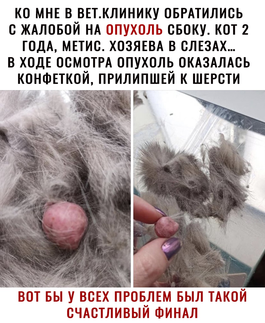 КО МНЕ В ВЕТКЛИНИКУ ОБРАТИЛИОЬ О ЖАЛОБОЙ НА ПТУХЛЬ ОБОКУ КОТ 2 ГОДА МЕТИО ХОЗЯЕВА В ОЛЕЗАХ В ХОДЕ ОСМОТРА ОПУХОЛЬ ОКАЗАЛАОЬ КОНФЕТКОИ ПРИЛИПШЕИ К ШЕРОТИ ЁУЪСЕХ пров_лвм выл ТАКОЙ счмзтливыи финдл