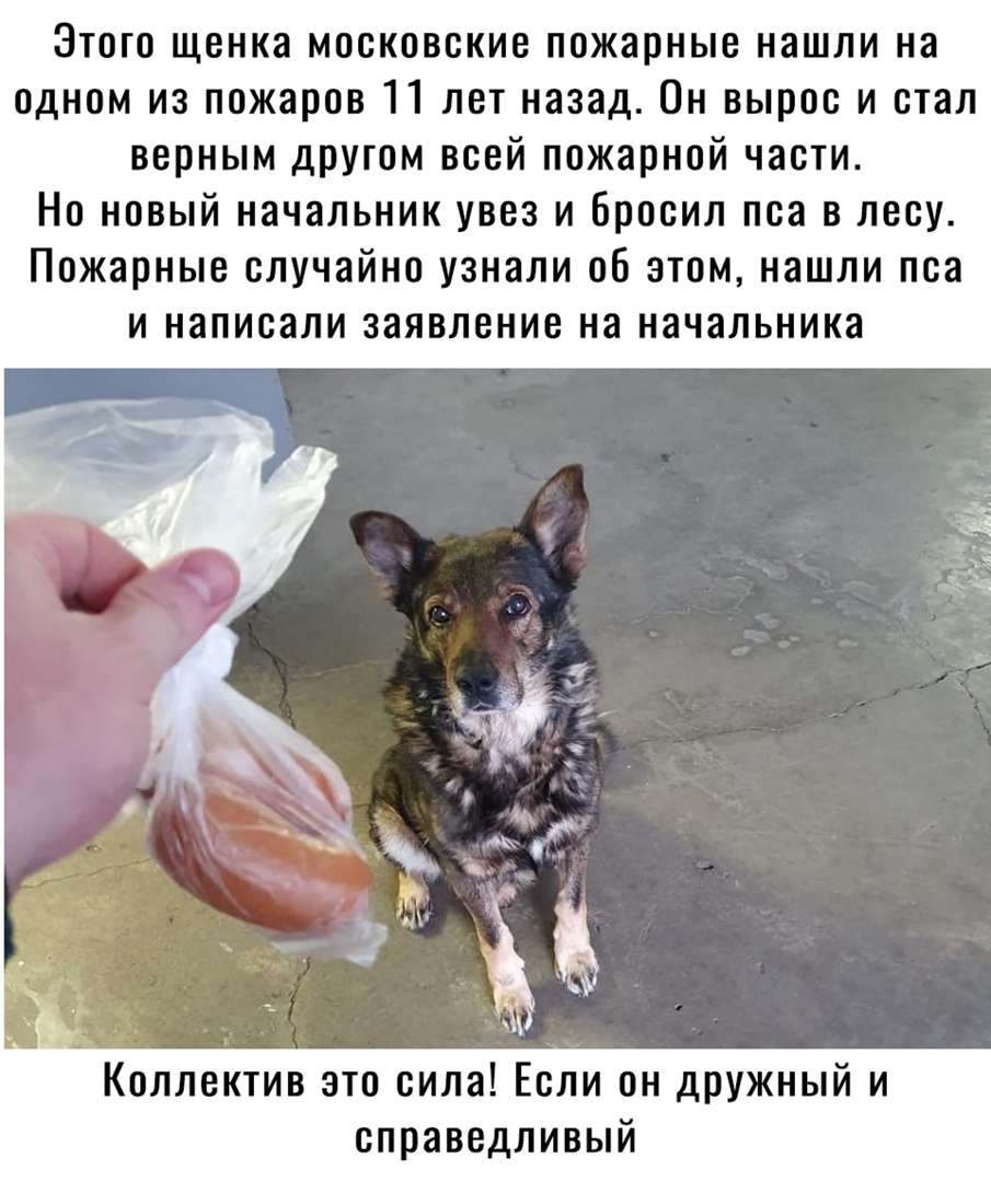 Этого щенка московские пожарные нашли на одном из пожаров 11 лет назад Он вырос и стал верным другом всей пожарной части Но новый начальник увез и бросил пса в лесу Пожарные случайно узнали об этом нашли пса и написали заявление на начальника Коллектив это сила Если он дружный и справедливый