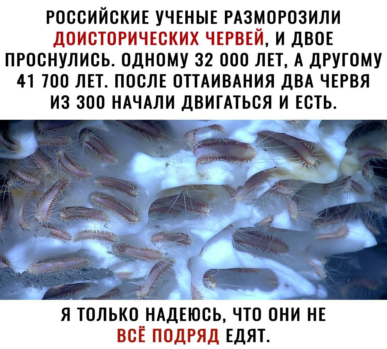 РОССИЙСКИЕ УЧЕНЫЕ РАЗМОРОЗИЛИ ДОИСТОРИЧЕСКИХ ЧЕРВЕЙ И ДВОЕ ПРОСНУЛИСЬ ОДНОМУ 32 000 ЛЕТ А ДРУГОМУ 41 700 ЛЕТ ПОСЛЕ ОТТАИВАНИЯ ДВА ЧЕРВЯ ИЗ 300 НАЧАЛИ ДВИГАТЬСЯ И ЕСТЬ _ _ ч я ТОЛЬК_С_НАДЕЮСЬ что они НЕ ВСЕ подряд ЕДЯТ