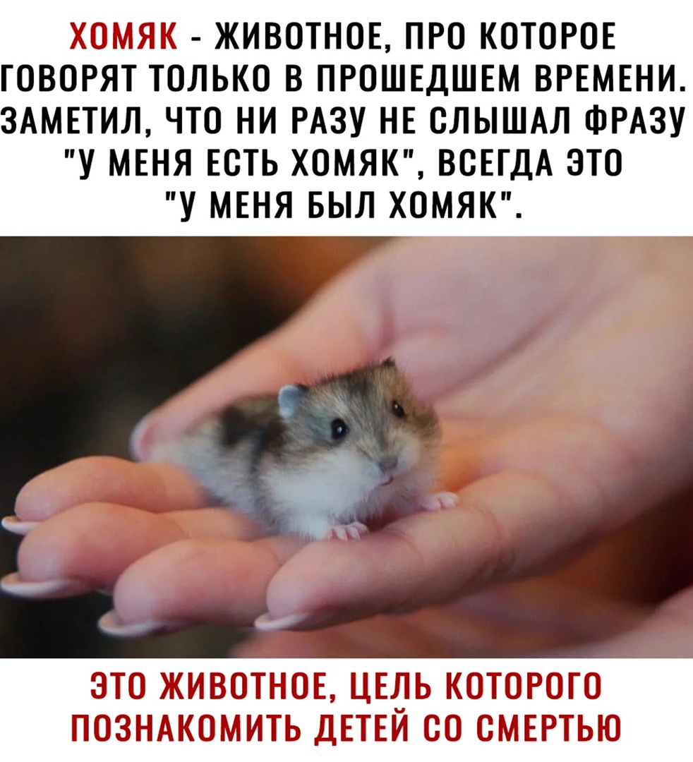 ЖИВОТНОЕ ПРО КОТОРОЕ ГОВОРЯТ ТОЛЬКО В ПРОШЕДШЕМ ВРЕМЕНИ ЗАМЕТИЛ ЧТО НИ РАЗУ НЕ ОЛЫШАЛ ФРАЗУ У МЕНЯ ЕОТЬ ХОМЯК ВСЕГДА ЭТО У МЕНЯ БЫЛ ХОМЯК