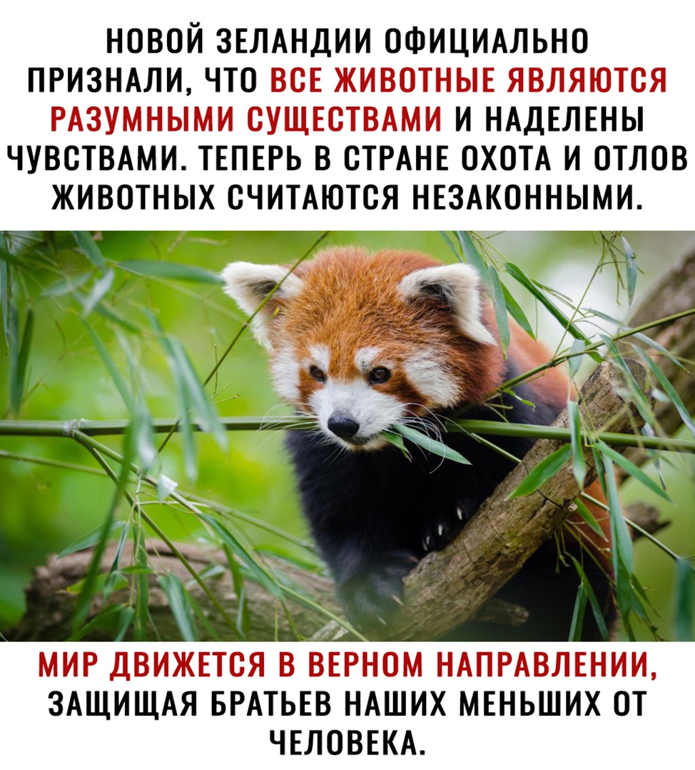 НОВОЙ ЗЕЛАНДИИ ОФИЦИАЛЬНО ПРИЗНАЛИ ЧТО ВСЕ ЖИВОТНЫЕ ЯВЛЯЮТОЯ РАЗУМНЫМИ СУЩЕСТВАМИ И НАДЕЛЕНЫ ЧУВОТВАМИ ТЕПЕРЬ В СТРАНЕ ОХОТА И ОТЛОВ МИР ДВИЖЕТОЯ В ВЕРНОМ НАПРАВЛЕНИИ ЗАЩИЩАЯ БРАТЬЕВ НАШИХ МЕНЬШИХ ОТ ЧЕЛОВЕКА