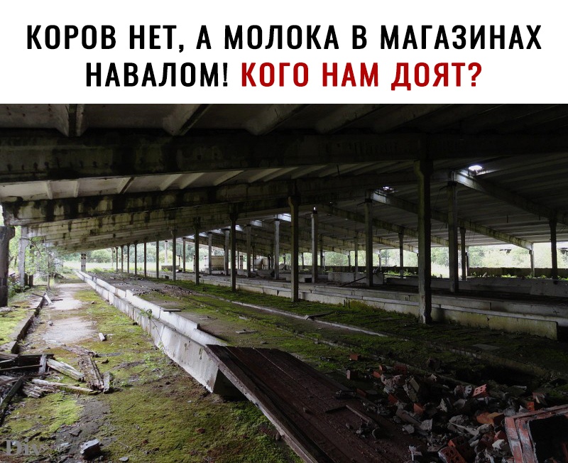 КОРОВ НЕТ А МОЛОКА В МАГАЗИНАХ НАВАЛОМ КОГО НАМ ДОЯТ Р _ __ __ Айіііігч за шип Ші _ рА __ 1 1 дм _