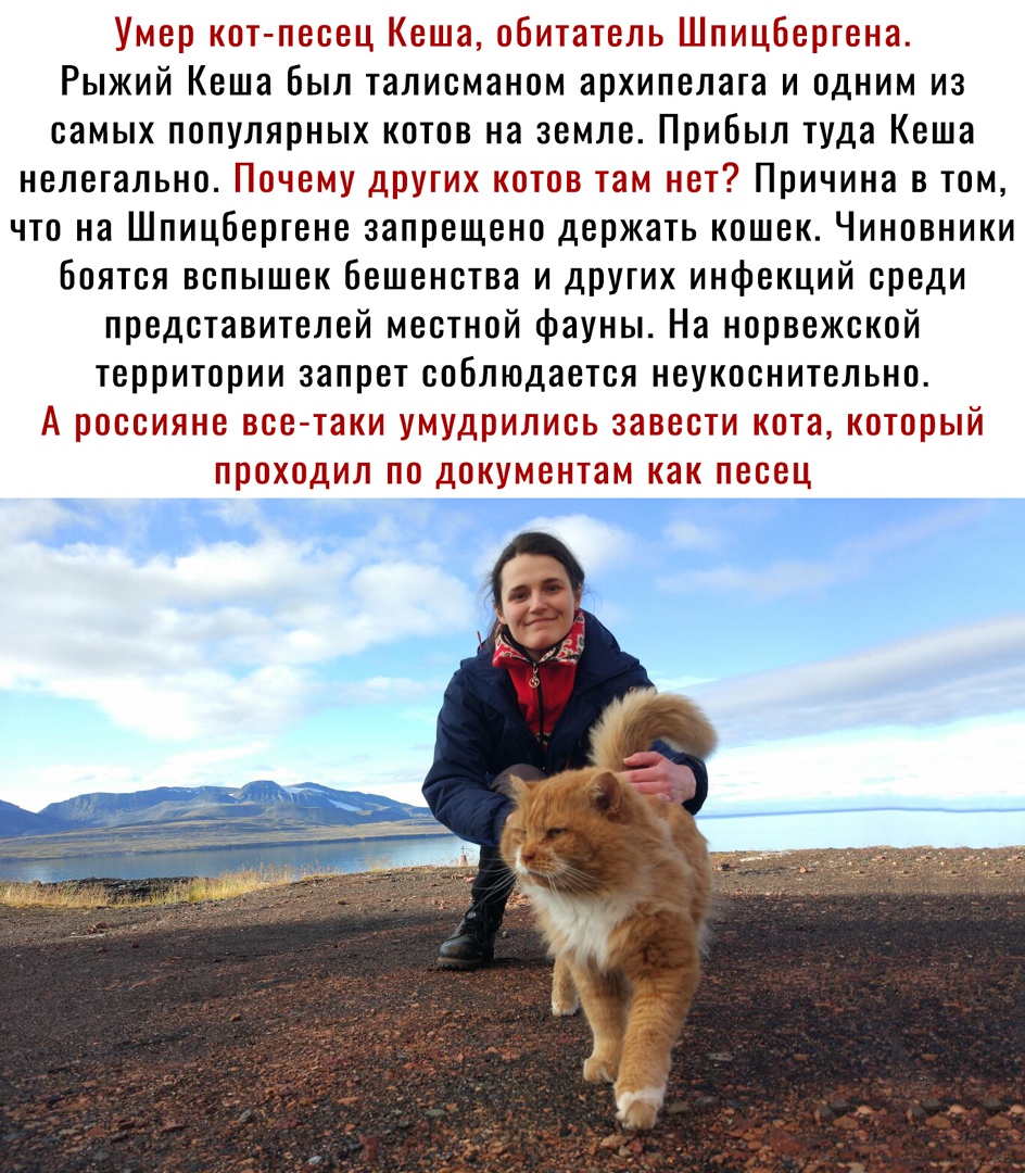 Умер кот песец Кеша обитатель Шпицбергена Рыжий Кеша был талисманом архипелага и одним из самых популярных котов на земле Прибыл туда Кеша нелегально Почему других котов там нет Причина в том что на Шпицбергене запрещено держать кошек Чиновники боятся вспышек бешенства и других инфекций среди представителей местной фауны На норвежской территории запрет соблюдается неукоснительно А россияне все так
