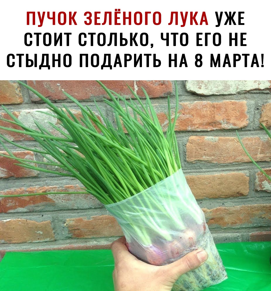 ПУЧОК ЗЕЛЁНОГО ЛУКА УЖЕ ОТОИТ СТОЛЬКО ЧТО ЕГО НЕ ОТЫДНО ПОДАРИТЬ НА 8 МАРТА