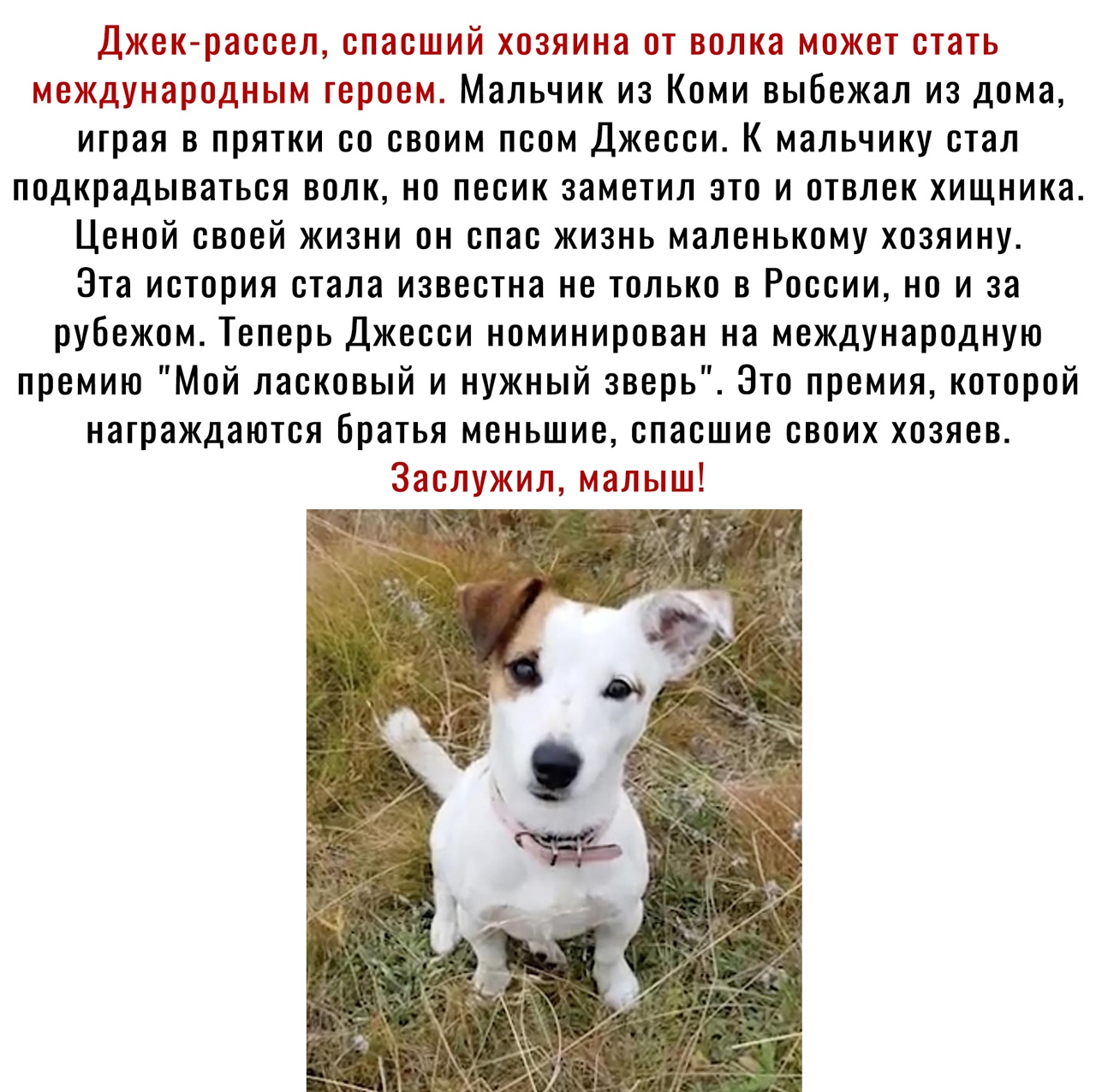 Джекрассел спасший хозяина от волка может стать международным тер ем Мальчик из Коми выбежал из дома играя в прятки со своим псом Джесси К мальчику стал подкрадываться волк но песик заметил это и отвлек хищника Ценой своей жизни он спас жизнь маленькому хозяину Эта история стала известна не только в России но и за рубежом Теперь Джесси номинирован на международную премию Мой ласковый и нужный звер