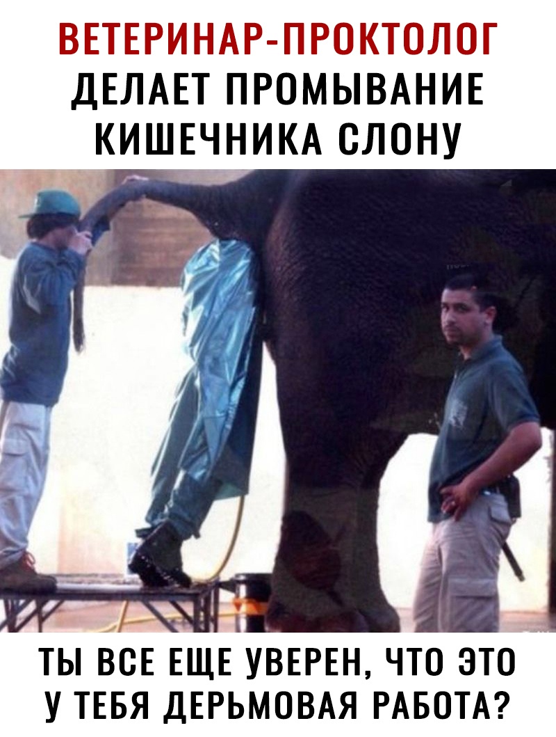ВЕТЕРИНАР ПРОКТОЛОГ ДЕЛАЕТ ПРОМЫВАНИЕ КИШЕЧНИКА СЛОНУ ТЫ ВСЕ ЕЩЕ УВЕРЕН ЧТО ЭТО У ТЕБЯ ДЕРЬМОВАЯ РАБОТА