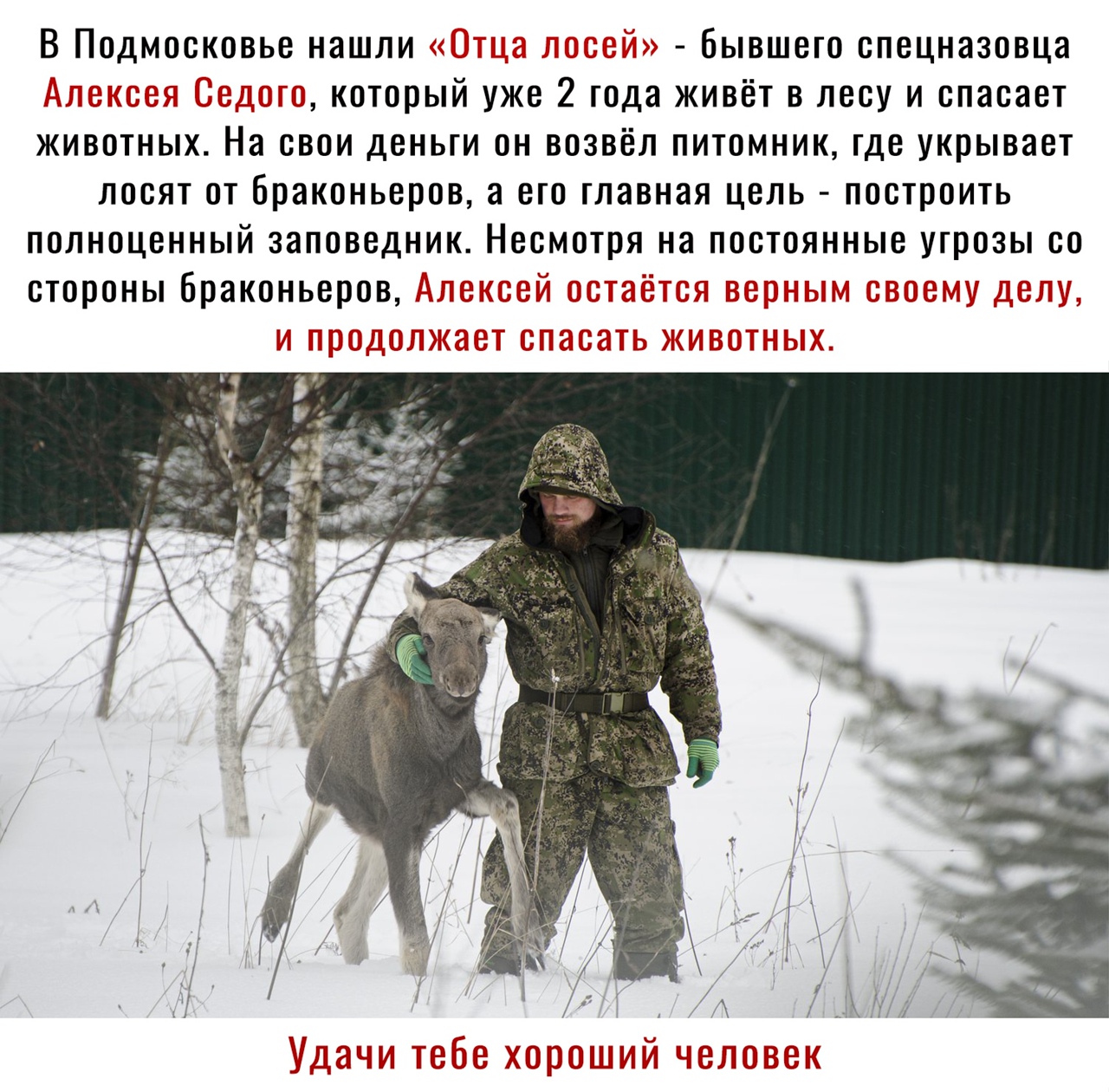 В Подмосковье нашли 6ывшего спецназовца который уже 2 тода живёт в лесу и спасает животных На свои деньги он возвёл питомник где укрывает лосят от браконьеров а его главная цель построить полноценный заповедник Несмотря на постоянные угрозы со