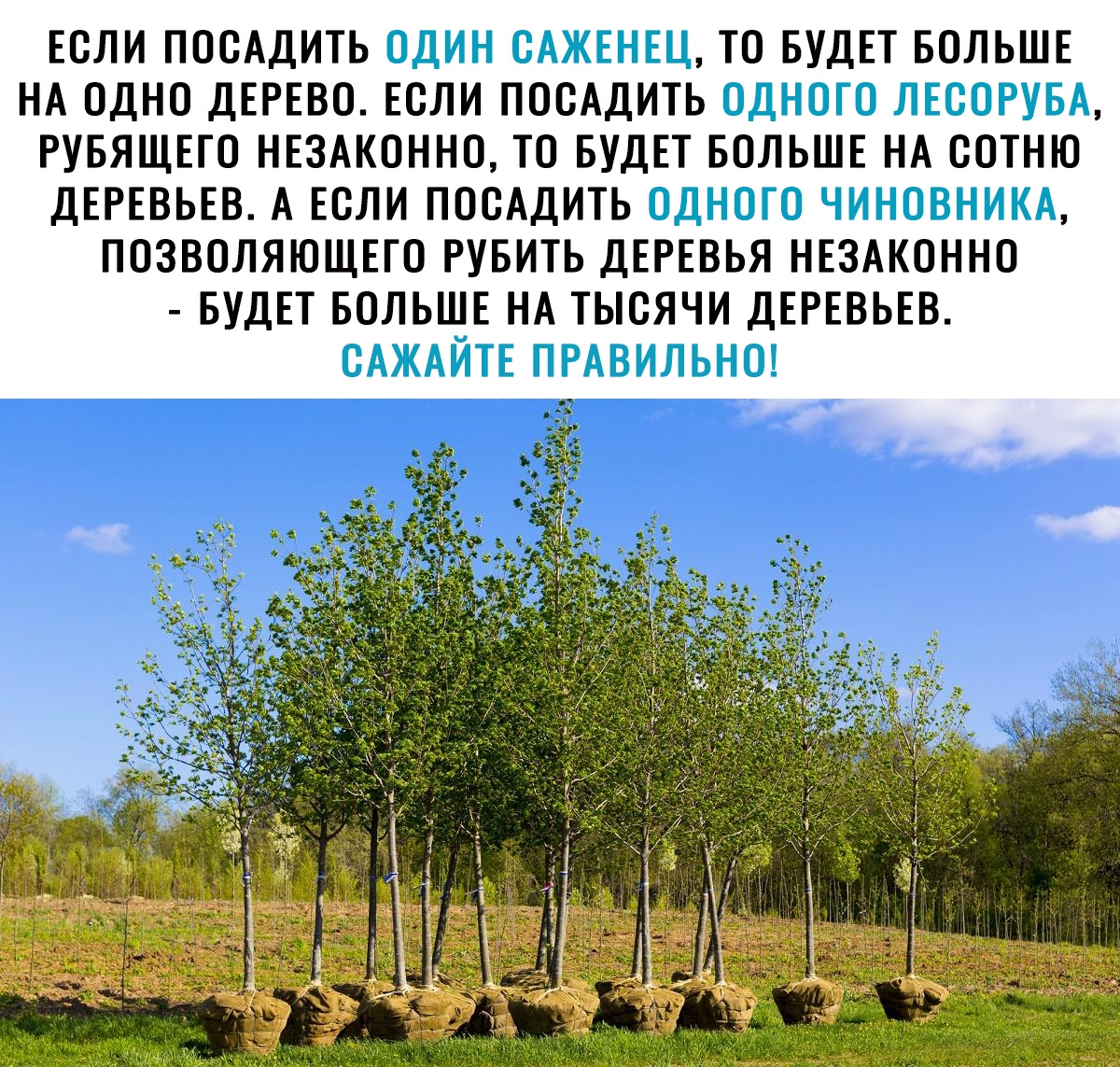 ЕСЛИ ПООАДИТЬ ТО БУДЕТ БОЛЬШЕ НА ОДНО ДЕРЕВО ЕОЛИ ПООАДИТБ РУБЯЩЕТО НЕЗАКОННО ТО БУДЕТ БОЛЬШЕ НА ООТНЮ ДЕРЕВЬЕВ А ЕОЛИ ПООАДИТЬ ПОЗВОЛЯЮЩЕГО РУБИТЬ ДЕРЕВЬЯ НЕЗАКОННО БУДЕТ БОЛЬШЕ НА ТЫОЯЧИ ДЕРЕВЬЕВ