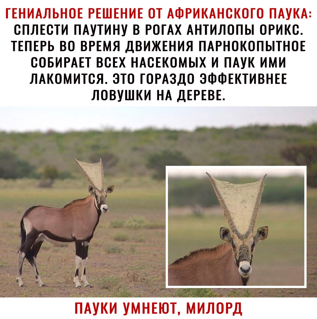 ГЕНИАЛЬНОЕ РЕШЕНИЕ ОТ АФРИКАНОКОГО ПАУКА СПЛЕСТИ ПАУТИНУ В РОГАХ АНТИЛОПЫ ОРИКО ТЕПЕРЬ ВО ВРЕМЯ ДВИЖЕНИЯ ПАРНОКОПЫТНОЕ ООБИРАЕТ ВОЕХ НАСЕКОМЫХ И ПАУК ИМИ ЛАКОМИТСЯ ЭТО ГОРАЗДО ЭФФЕКТИВНЕЕ ЛОВУШКИ НА ДЕРЕВЕ ПАУКИ УМНЕЮТ МИЛОРД