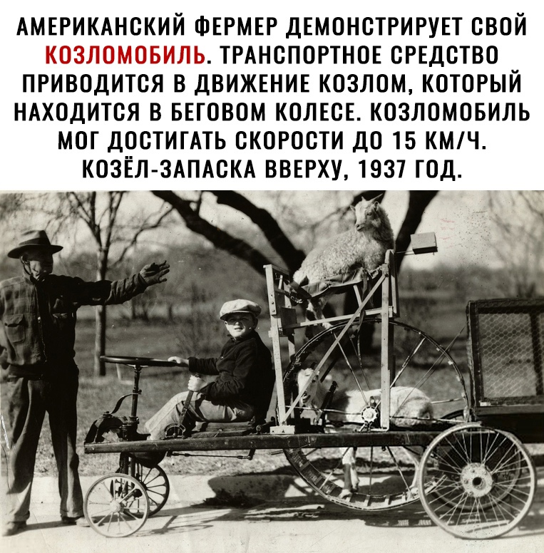АМЕРИКАНСКИЙ ФЕРМЕР ДЕМОНСТРИРУЕТ СВОЙ ТРАНСПОРТНОЕ СРЕДСТВО ПРИВОДИТСЯ В ДВИЖЕНИЕ КОЗЛОМ КОТОРЫЙ НАХОДИТСЯ В БЕГОВОМ КОЛЕСЕ КОЗЛОМОБИЛЬ МОГ ДОСТИГАТЬ СКОРОСТИ ДО 15 КМЧ КОЗЁЛ ЗАПАСКА ВВЕРХУ 1937 ГОД