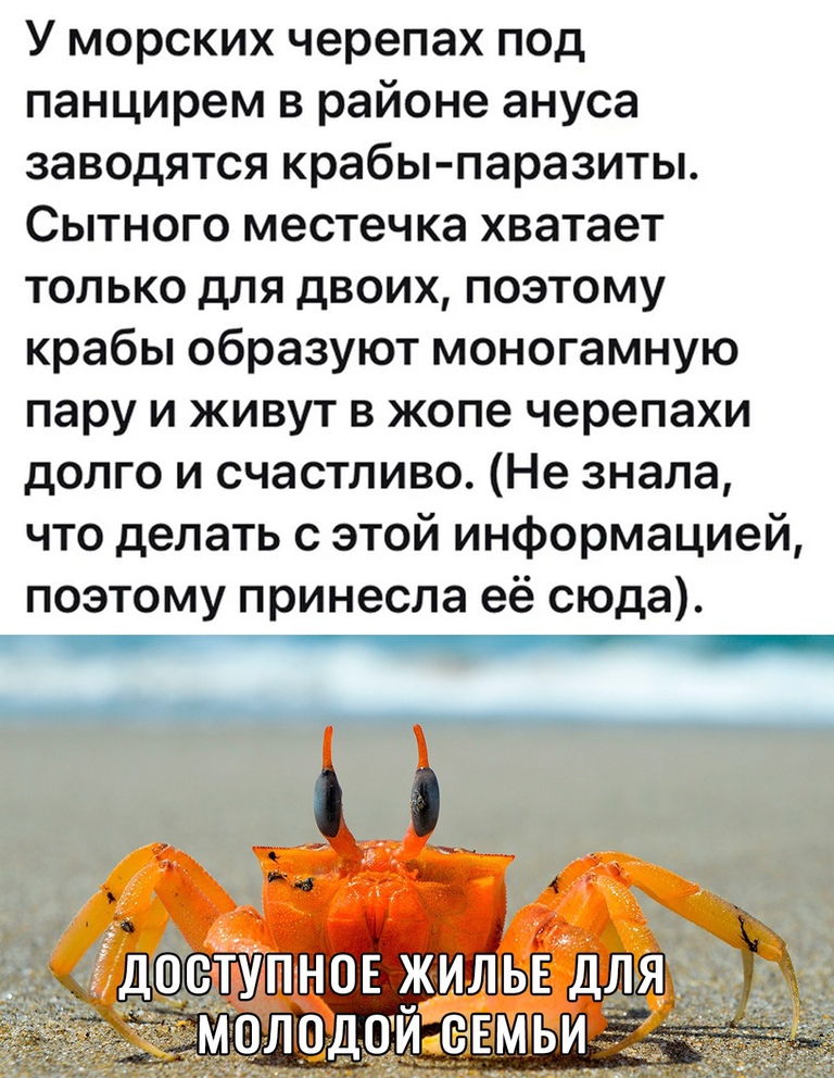 У морских черепах под панцирем в районе ануса заводятся крабы паразиты Сытного местечка хватает только для двоих поэтому крабы образуют моногамную пару и живут в жопе черепахи долго и счастливо Не знала что делать с этой информацией поэтому принесла её сюда