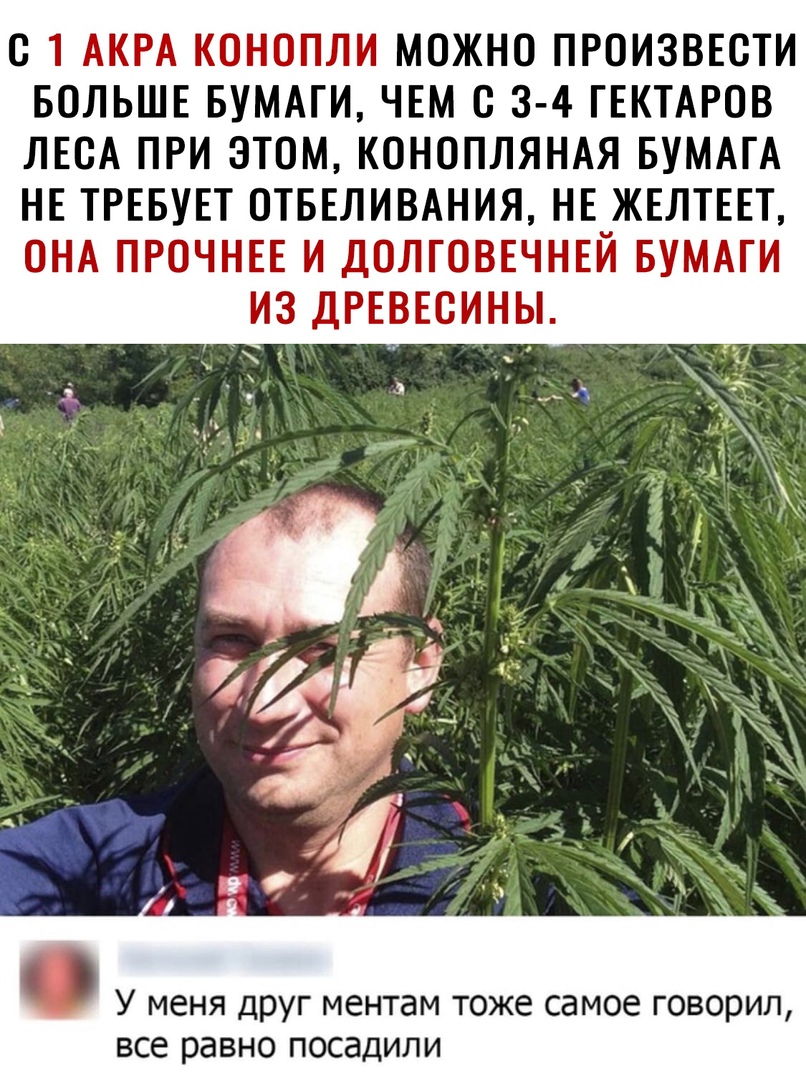О 1 АКРА КОНОПЛИ МОЖНО ПРОИЗВЕОТИ БОЛЬШЕ БУМАГИ ЧЕМ С 3 4 ГЕКТАРОВ ЛЕОА ПРИ ЭТОМ КОНОПЛЯНАЯ БУМАГА НЕ ТРЕБУЕТ ОТБЕЛИВАНИЯ НЕ ЖЕЛТЕЕТ ОНА ПРОЧНЕЕ И ДОЛГОВЕЧНЕЙ БУМАГИ ИЗ ДРЕВЕСИНЫ У меня друг ментам тоже самое говорил все равно посадили