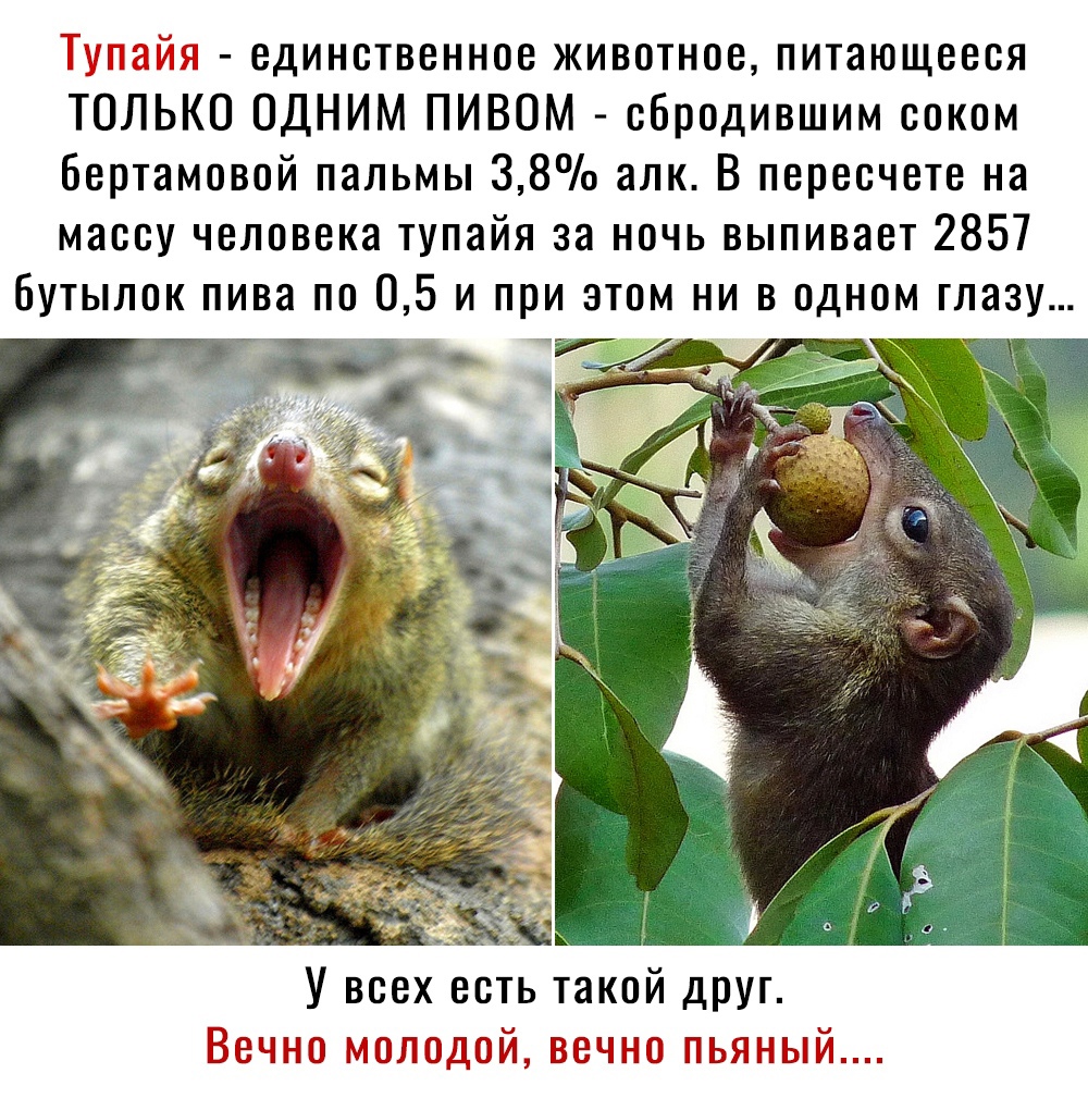 т ч единственное животное питающееся ТОЛЬКО ОДНИМ ПИВОМ сбродившим соком Бертамовой пальмы 38 алк В пересчете на массу человека тупайя за ночь выпивает 2857 бутылок пива по 05 и при этом ни в одном глазу У всех есть такой друг Вето гсодщсй венно тыщ