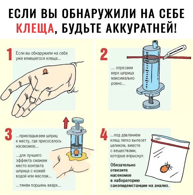 ЕСЛИ ВЫ ОБНАРУЖИЛИ НА СЕБЕ КЛЕЩА БУДЬТЕ АККУРАТНЕИ 1 Если вы обнаружили а себе 2 уке впившегоса леща отезаем в шприца максимвпьпо ровно месту где прмспсапось изсекомое цепиким в ьешесмами для Лучше которые впрысиуп ЭФФекта смамем места цитата Обязаншт ШПРИЦЗ С кожей ОНЕіиТЕ ЕОЦОЙ или машем ИЗВЕИОМБЕ лабораторию тием поршень вверх саизпилемпащии а ашииз