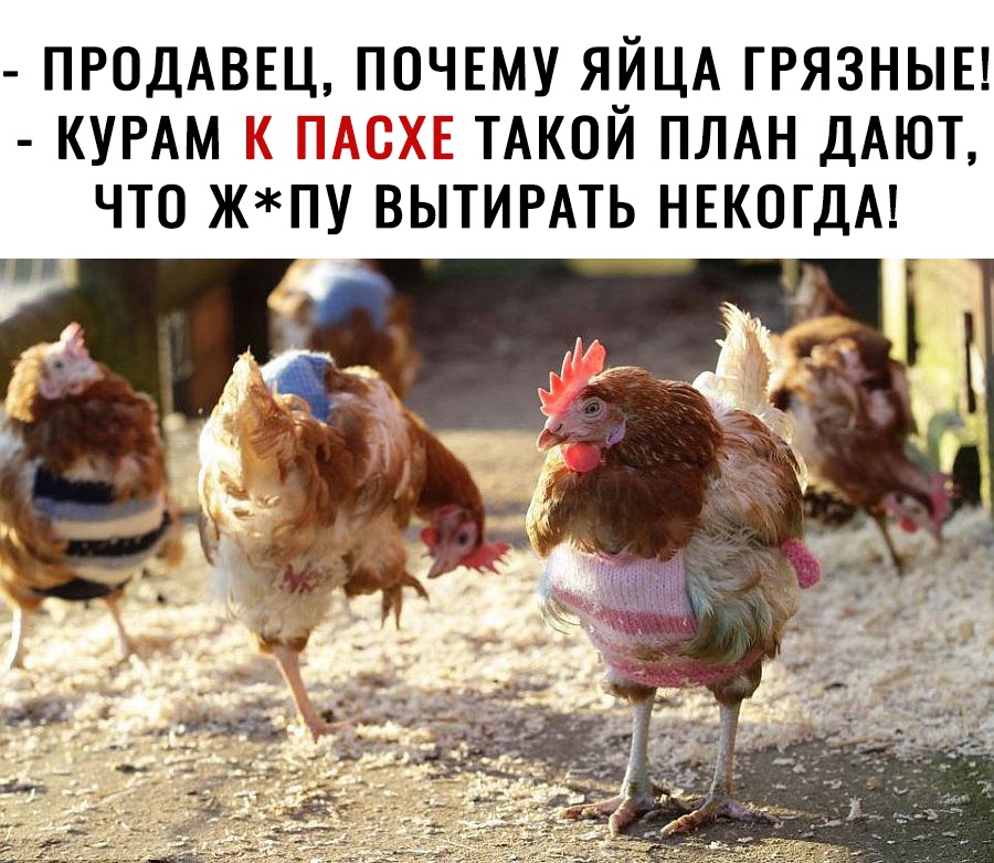 ПРОДАВЕЦ ПОЧЕМУ ЯЙЦА ГРЯЗНЫЕ КУРАМ Г 77 ПЁЁ ТАКОИ ПЛАН ДАЮТ ЧТО ЖПУ ВЫТИРАТЬ НЕКОГДА