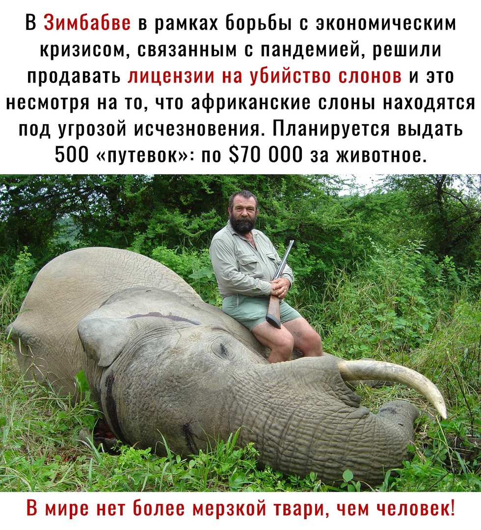 В Зимбабве в рамках борьбы с экономическим кризисом связанным с пандемией решили продавать лицензии на убийство слонов и это несмотря на то что африканские слоны находятся под угрозой исчезновения Планируется выдать 500 путевок по 70 000 за животное В мире нет Более мерзкой твари чем человек