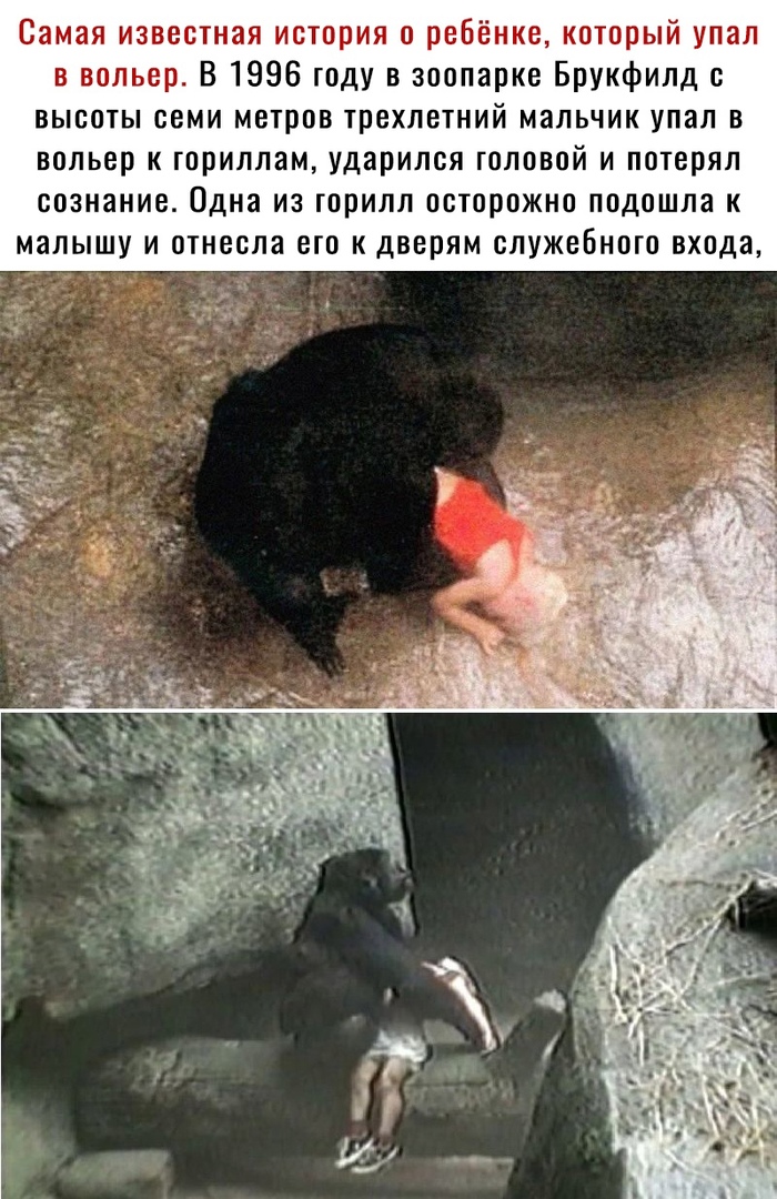 Самая известная история о ребёнке который упал в вольер В 1996 году в зоопарке Брукфилд с высоты семи метров трехлетний мальчик упал в вольер к ториллам ударился головой и потерял сознание Одна из горилл осторожно подошла к малышу и отнесла его к дверям служебного входа