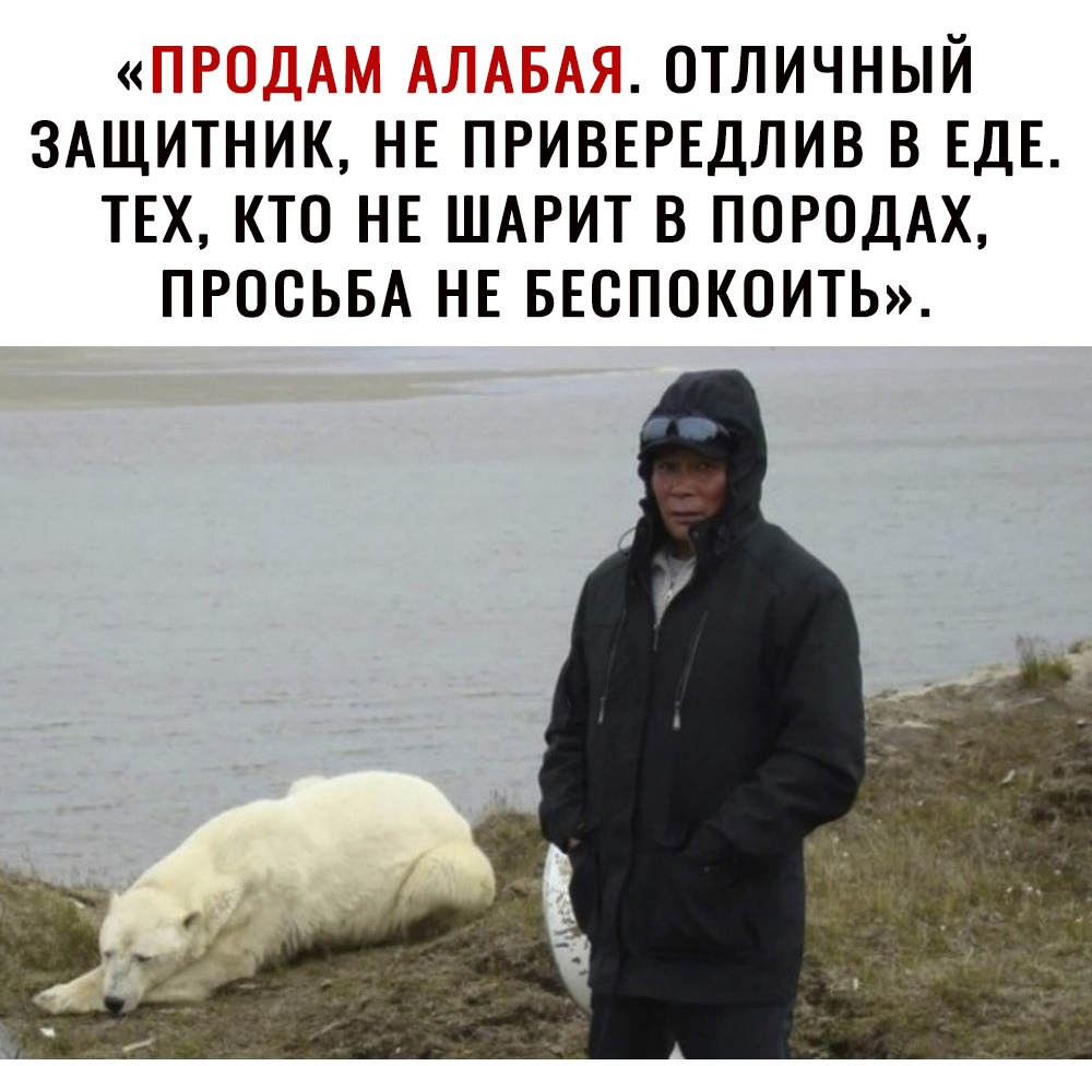 Н Ц ОТЛИЧНЫЙ ЗАЩИТНИК НЕ ПРИВЕРЕДЛИВ В ЕДЕ ТЕХ КТО НЕ ШАРИТ В ПОРОДАХ ПРОСЬБА НЕ БЕСПОКОИТЬ