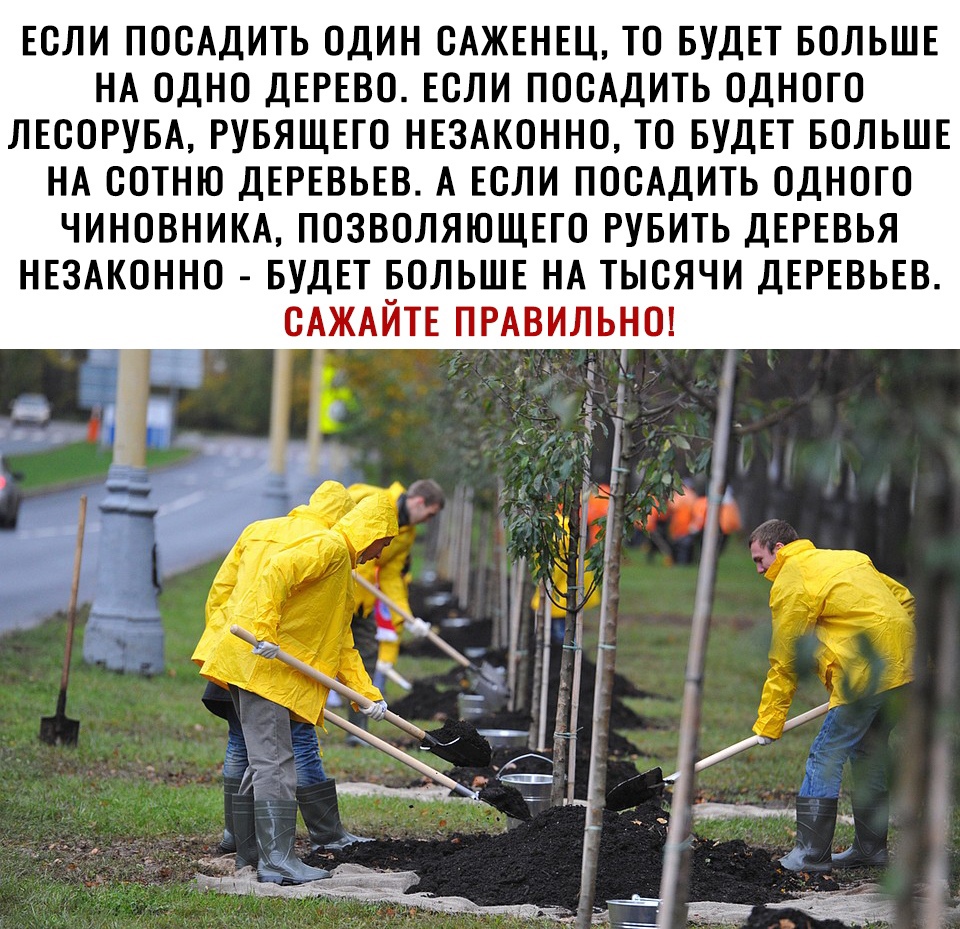 ЕОЛИ ПООАДИТЬ ОДИН САЖЕНЕЦ ТО БУДЕТ БОЛЬШЕ НА ОДНО ДЕРЕВО ЕОЛИ ПООАДИТЬ ОДНОГО ЛЕООРУБА РУБЯЩЕГО НЕЗАКОННО ТО БУДЕТ БОЛЬШЕ НА ООТНЮ ДЕРЕВЬЕВ А ЕСЛИ ПООАДИТЬ ОДНОГО ЧИНОВНИКА ПОЗВОЛЯЮЩЕГО РУБИТЬ ДЕРЕВЬЯ НЕЗАКОННО БУДЕТ БОЛЬШЕ НА ТЫСЯЧИ ДЕРЕВЬЕВ ОАЖАЙТЕ ПРАВИЛЬНО