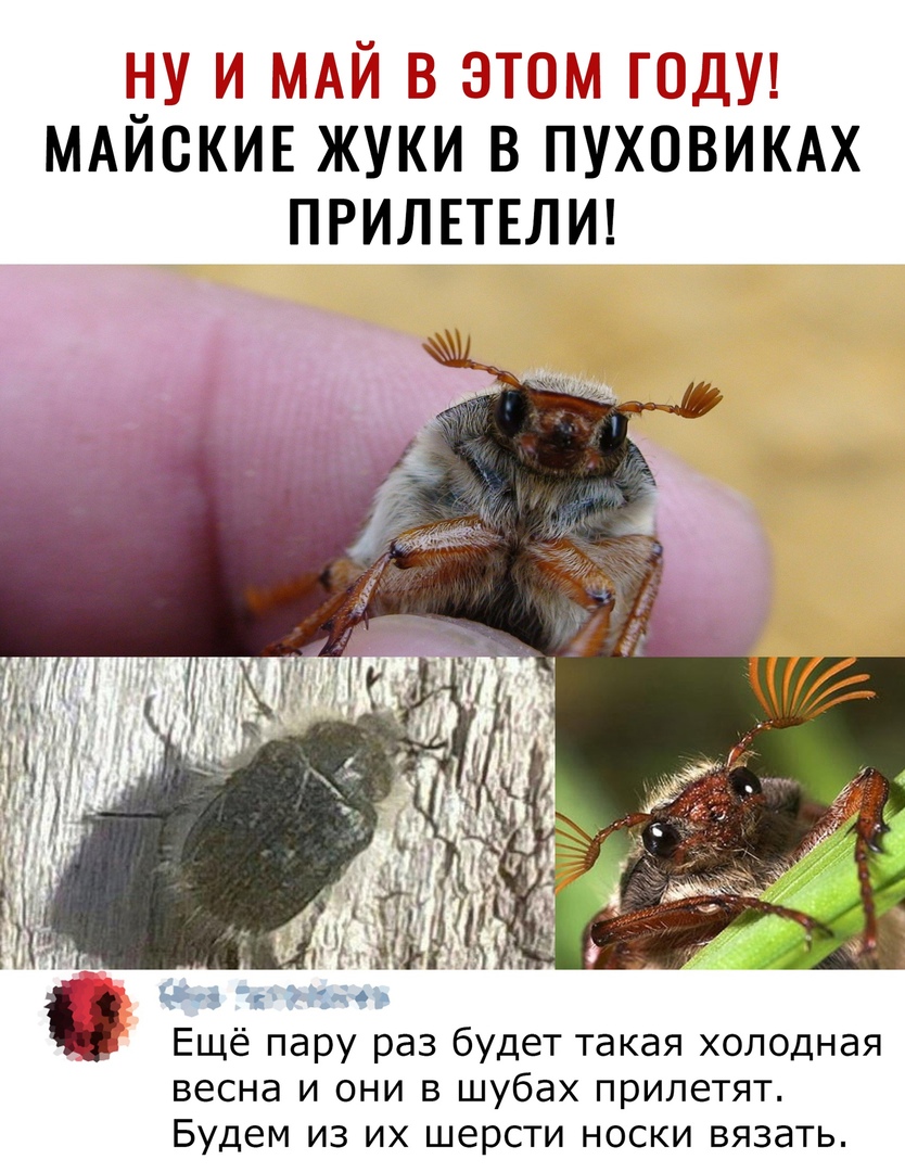 7 И МАЙ В ЗТШЮМ ЮДУЦ МАИСКИЕ ЖУКИ В ПУХОВИКАХ ПРИЛЕТЕЛИ Ещё пару раз будет такая холодная весна и они в шубах прилетят Будем из их шерсти носки вязать