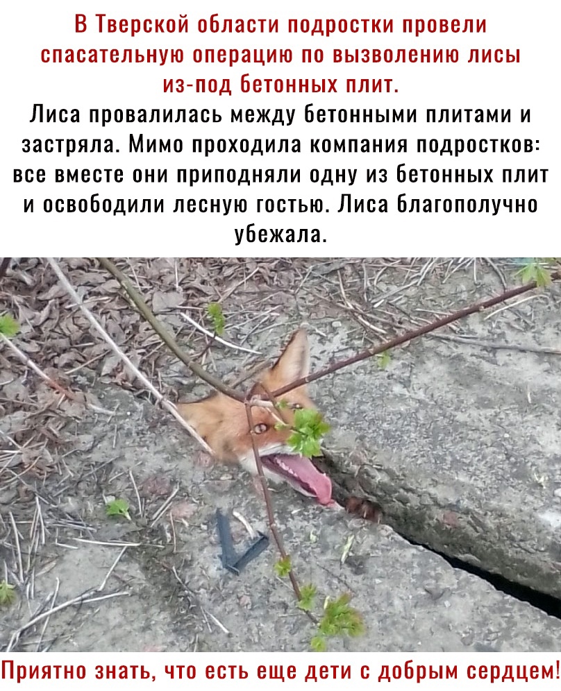 В Тверской области подростки провели спасательную операцию по вызволснию лисы изпод бетонных плит Лиса провалилась между Бетонными плитами и застряла Мимо проходила компания подростков все вместе они приподняли одну из бетонных плит и освободили лесную гостью Лиса Благополучно убежала Приятно з ать что есть еще дети с добрым сердцем