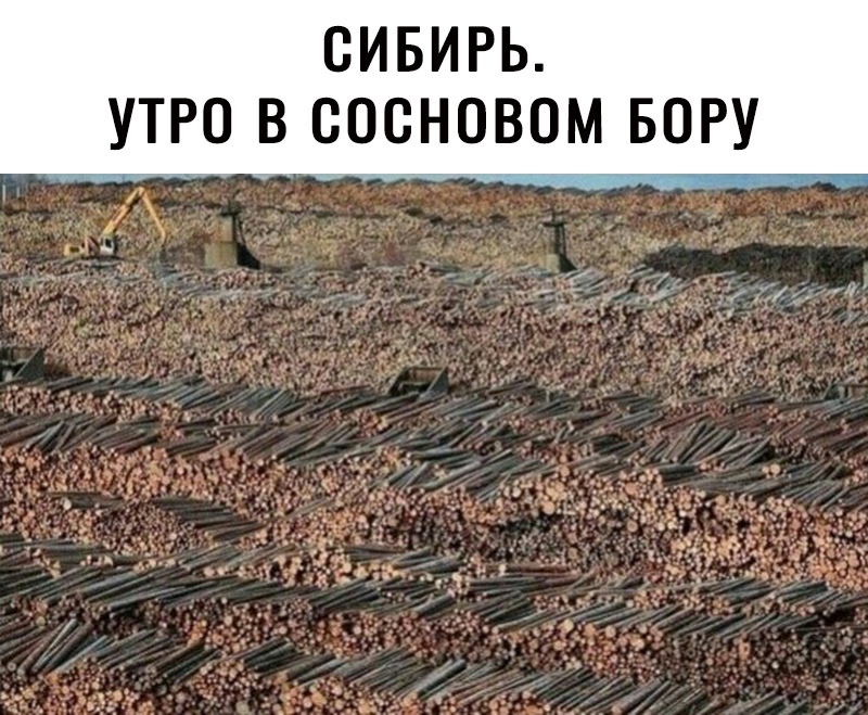 СИБИРЬ УТРО В СОСНОВОМ БОРУ