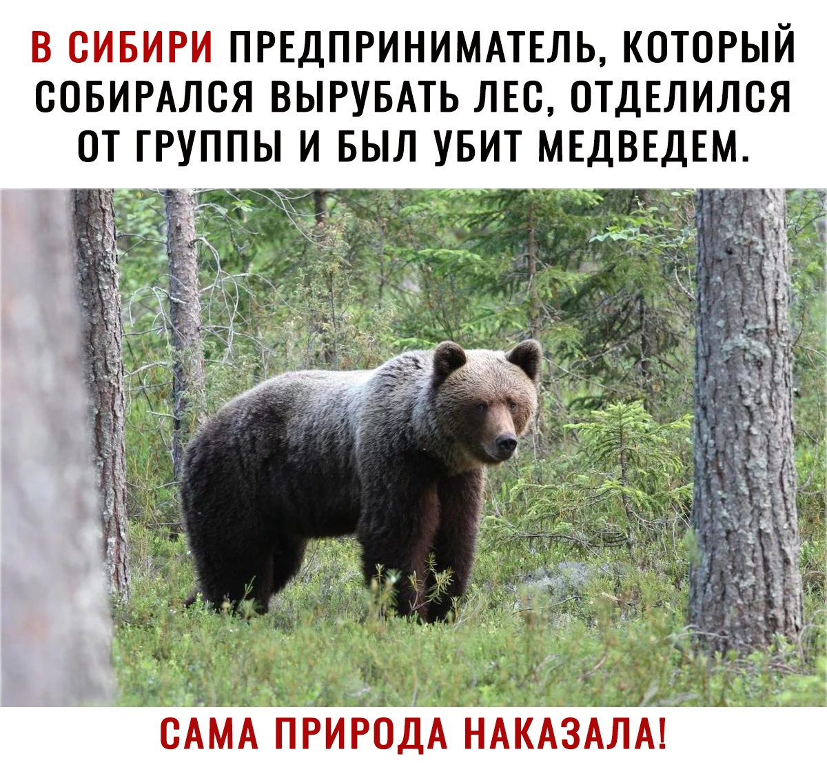 В СИБИРИ ПРЕДПРИНИМАТЕЛЬ КОТОРЫЙ СОБИРАЛСЯ ВЫРУБАТЬ ЛЕС ОТДЕЛИЛСЯ ОТ ГРУППЫ И БЫЛ УБИТ МЕДВЕДЕМ сАМА пРиРодА нАкАЗАЛА