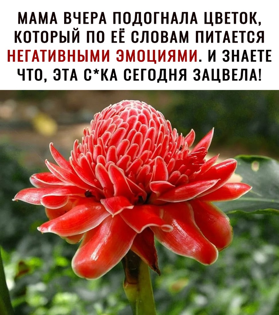 МАМА ВЧЕРА ПОДОГНАЛА ЦВЕТОК КОТОРЫЙ ПО ЕЁ СЛОВАМ ПИТАЕТСЯ НЕГАТИВНЫМИ ЭМОЦИЯМИ И ЗНАЕТЕ ЧТО ЭТА СКА СЕГОДНЯ ЗАЦВЕЛА