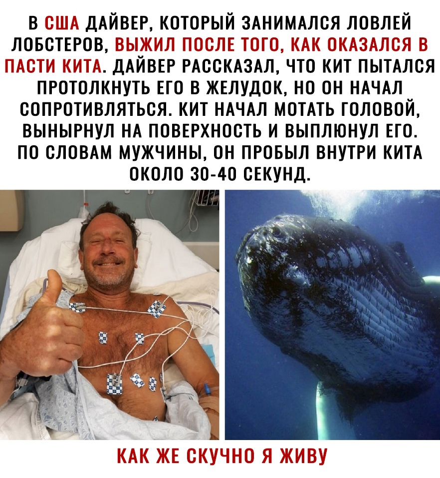в но ДАЙВЕР который ЗАНИМАЛБЯ ловмй ЛОБСТЕРОВ ТчГЁЗіЧГ іі гоп то 7115 ПГ 31557311 дымы _иіо ДАЙВЕР РАССКАЗАЛ что кит пытдлся протолкнуть его в ЖЕлудок но он ндчдл сопротивляться кит НАЧАЛ мошь головой вынырнул НА повврхность и выплюнул ЕГО по слоВАм мужчины он провыл внутри КИТА около 30 40 сЕкунд