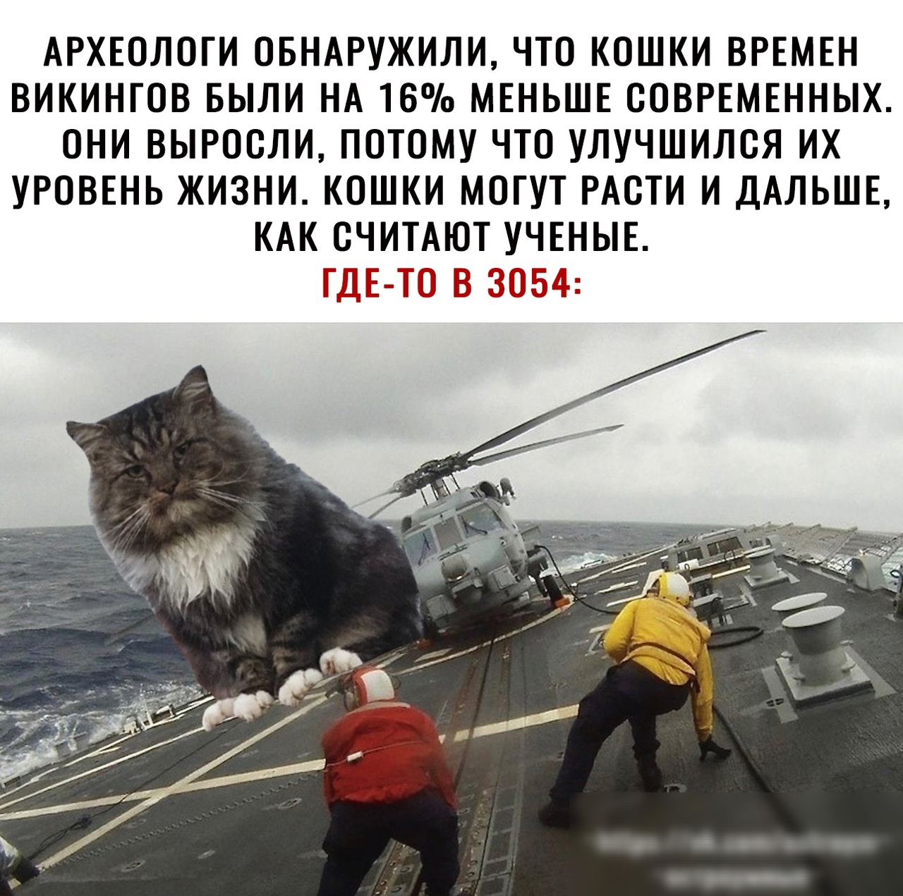 АРХЕОЛОГИ ОБНАРУЖИЛИ ЧТО КОШКИ ВРЕМЕН ВИКИНГОВ БЫЛИ НА 16 МЕНЬШЕ СОВРЕМЕННЫХ ОНИ ВЫРООЛИ ПОТОМУ ЧТО УЛУЧШИЛОЯ ИХ УРОВЕНЬ ЖИЗНИ КОШКИ МОГУТ РАСТИ И ДАЛЬШЕ КАК СЧИТАЮТ УЧЕНЫЕ ШЫЮ Б О