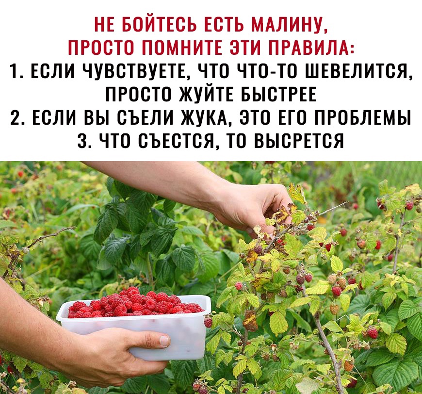 НЕ БОЙТЕСЬ ЕСТЬ МАЛИНУ ПРОСТО ПОМНИТЕ ЭТИ ПРАВИЛА 1 ЕСЛИ ЧУВСТВУЕТЕ ЧТО ЧТО ТО ШЕВЕЛИТСЯ ПРОСТО ЖУЙТЕ БЫСТРЕЕ 2 ЕСЛИ ВЫ СЪЕЛИ ЖУКА ЭТО ЕГО ПРОБЛЕМЫ 3 ЧТО СЪЕСТСЯ ТО ВЫСРЕТСЯ