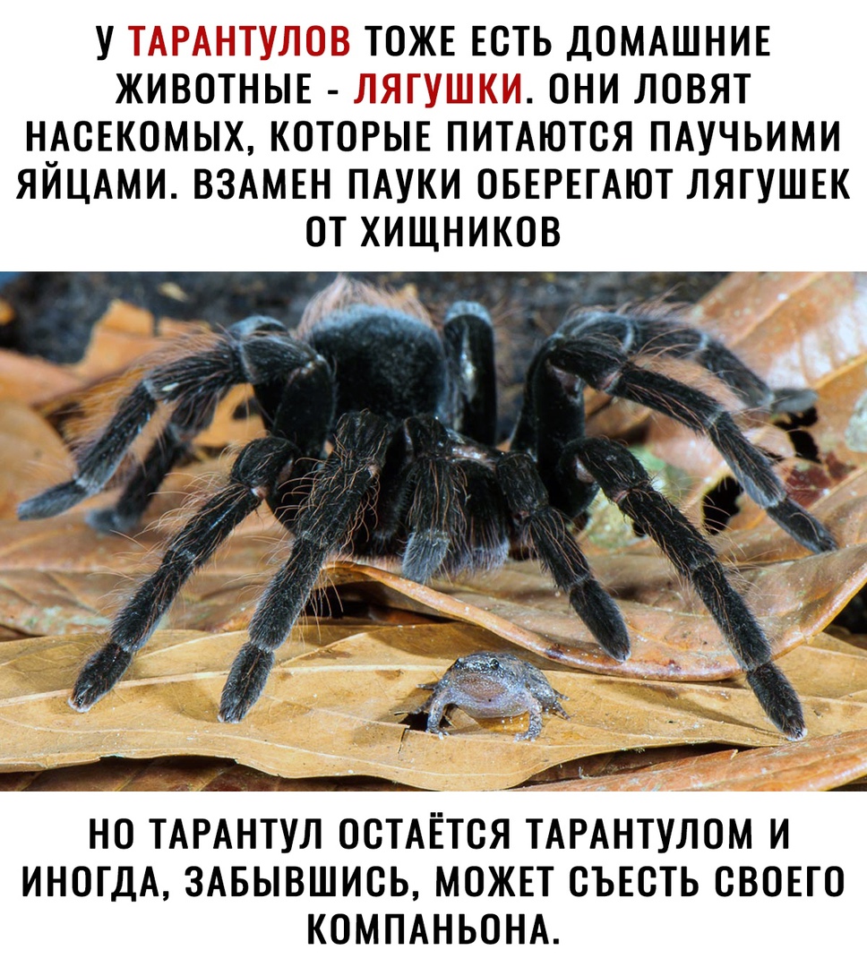 У ТОЖЕ ЕСТЬ ДОМАШНИЕ ЖИВОТНЫЕ ъ ОНИ ЛОВЯТ НАСЕКОМЫХ КОТОРЫЕ ПИТАЮТСЯ ПАУЧЬИМИ ЯЙЦАМИ ВЗАМЕН ПАУКИ ОБЕРЕГАЮТ ЛЯГУШЕК ОТ ХИЩНИКОВ НО ТАРАНТУЛ ОСТАЕТСЯ ТАРАНТУЛОМ И ИНОГДА ЗАБЫВШИСЬ МОЖЕТ СЪЕСТЬ СВОЕГО КОМПАНЬОНА