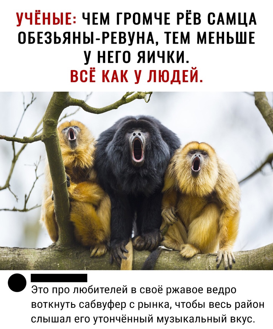 ЧН ЫЫЁЗ ЧЕМ ГРОМЧЕ РЁВ САМЦА ОБЕЗЬЯНЫ РЕВУНА ТЕМ МЕНЬШЕ У НЕГО ЯИЧКИ УТПП Это про любителей в своё ржавое ведро воткнуть сабвуфер с рынка чтобы весь район слышал его утонченный музыкальный вкус