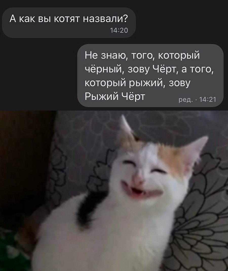 А как вы котят назвали 1420 Не знаю того который чёрный зову Чёрт а ТОГО который рыжий зову Рыжий Чёрт ред 1421 1