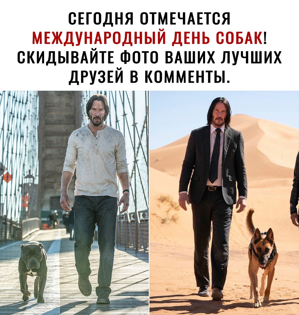 СЕГОДНЯ ОТМЕЧАЕТОЯ МЕЖДУНАРОДНЫЙ ДЕНЬ СОБАК ОКИДЫВАЙТЕ ФОТО ВАШИХ ЛУЧШИХ ДРУЗЕЙ В КОММЕНТЫ
