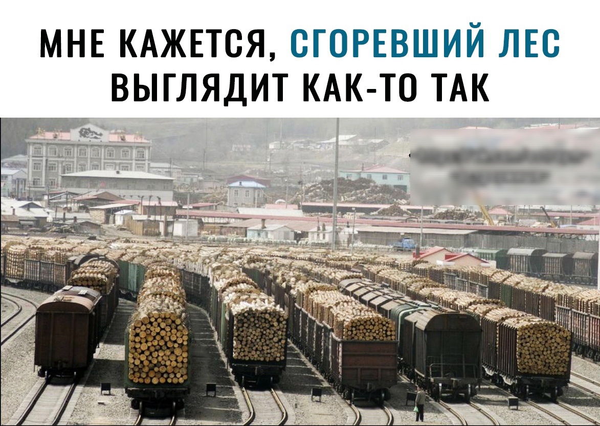 МНЕ КАЖЕТСЯ СГОРЕВШИЙ ЛЕС ВЫГЛЯДИТ КАК ТО ТАК